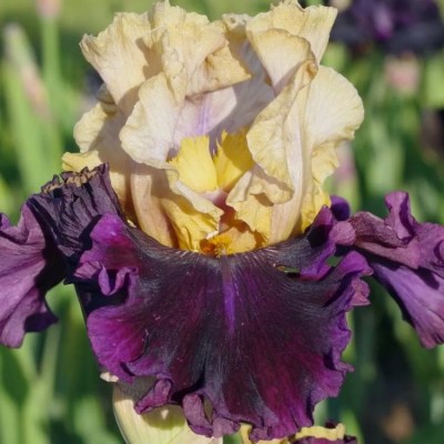 REGARD SOMBRE(Richard Cayeux, R. 2016)